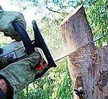 Professional Tree Services in San Benito, TX