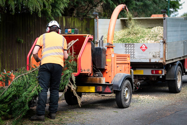 Best Commercial Tree Services  in San Benito, TX