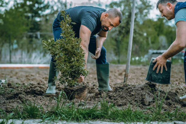 Mulching Services in San Benito, TX