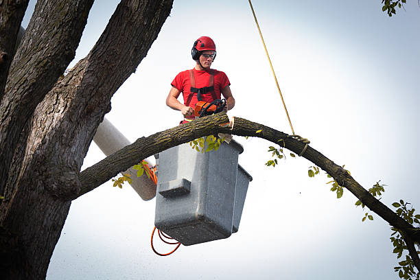 Best Arborist Consultation Services  in San Benito, TX