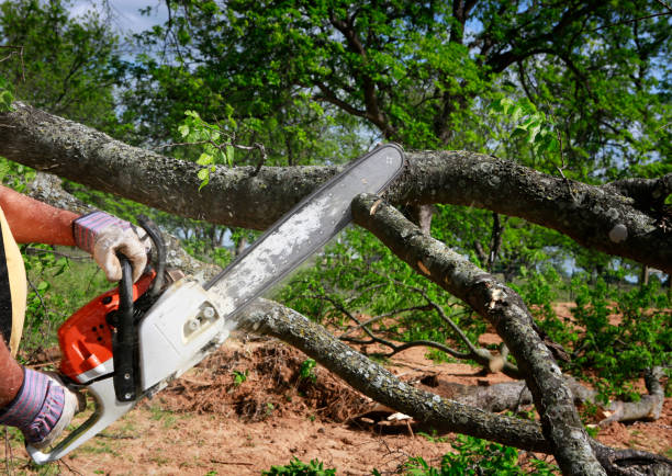 Best Seasonal Cleanup (Spring/Fall)  in San Benito, TX