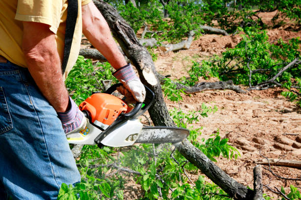 Best Lawn Mowing  in San Benito, TX